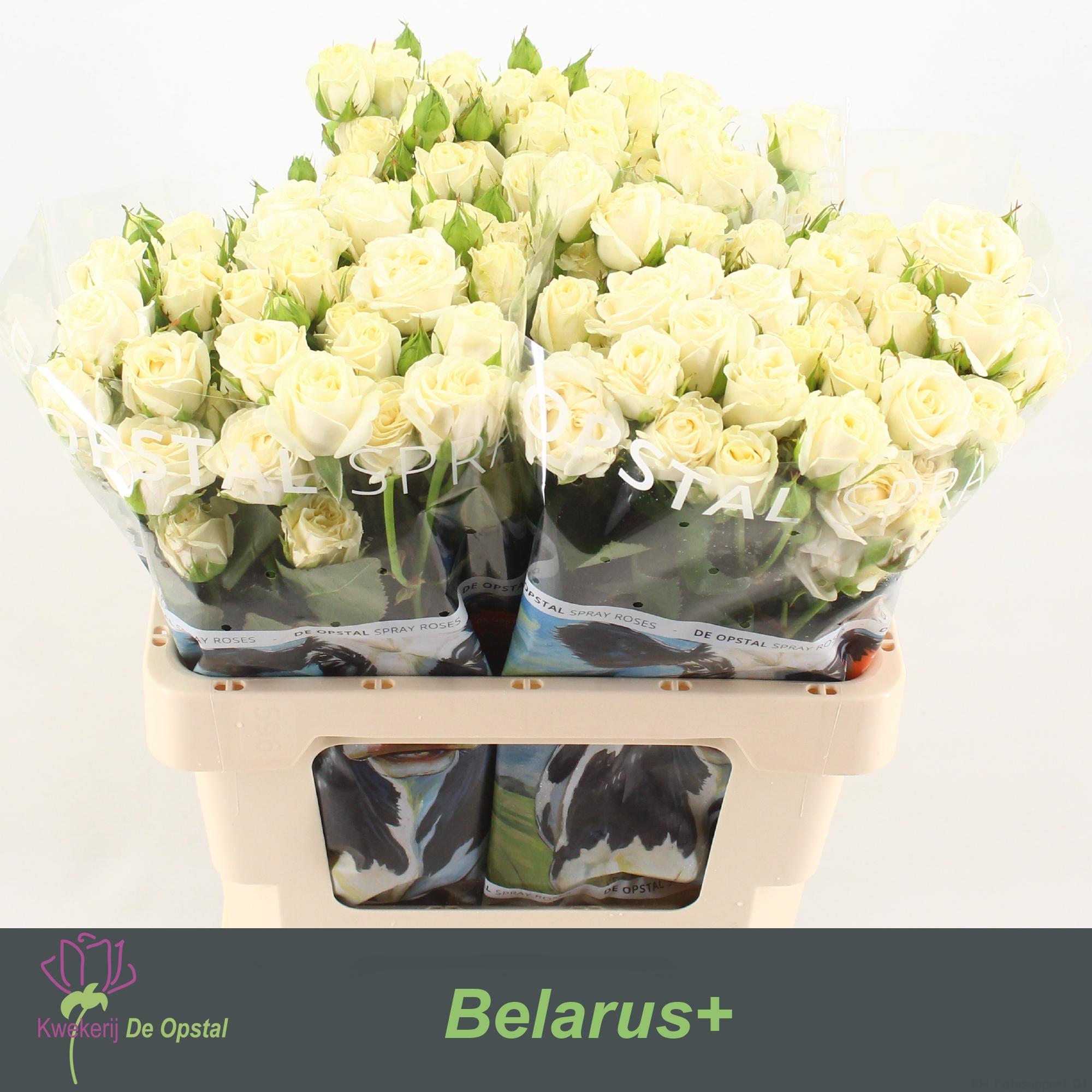 Срезанные цветы оптом Rosa spray belarus от 30шт из Голландии с доставкой по России