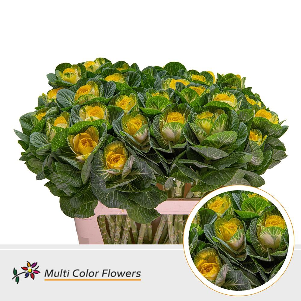 Срезанные цветы оптом Brassica paint naturel + yellow eye от 30шт из Голландии с доставкой по России