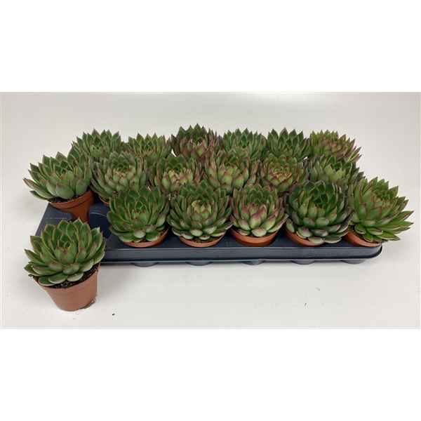 Горшечные цветы и растения оптом Echeveria Agavoides от 12шт из Голландии с доставкой по России