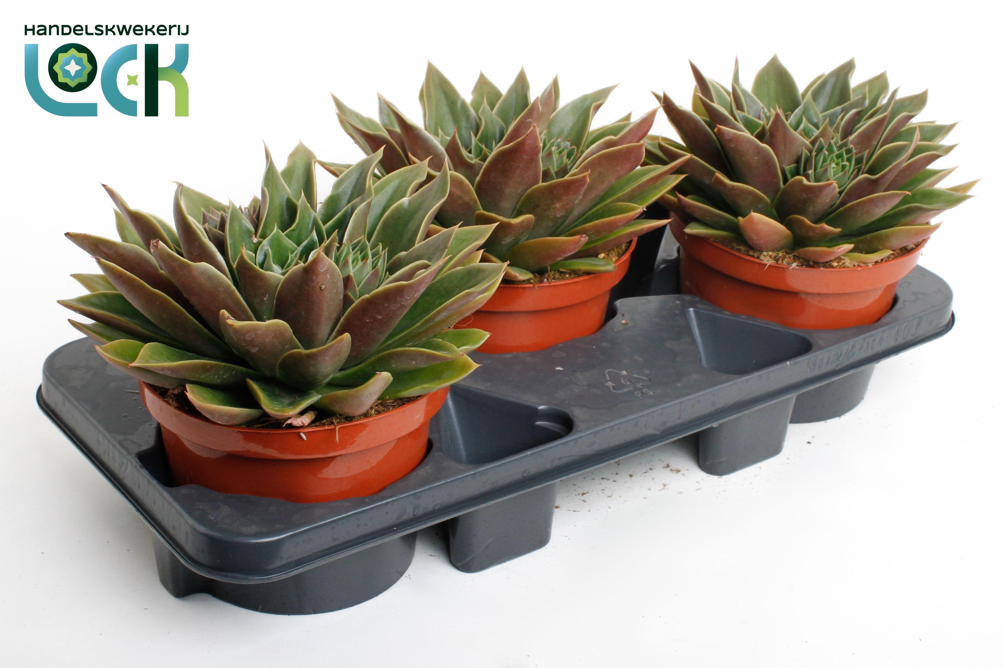 Горшечные цветы и растения оптом Echeveria Mexico от 3шт из Голландии с доставкой по России