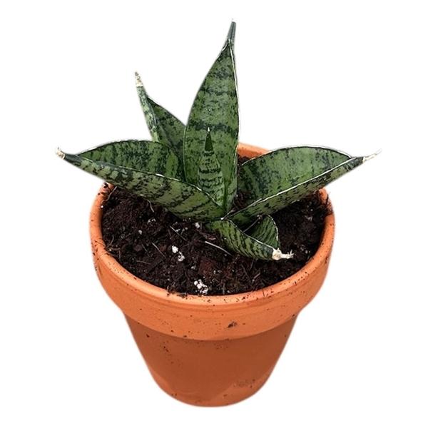 Горшечные цветы и растения оптом Sansevieria Pagodah Dark от 5шт (для телеги) из Голландии с доставкой по России