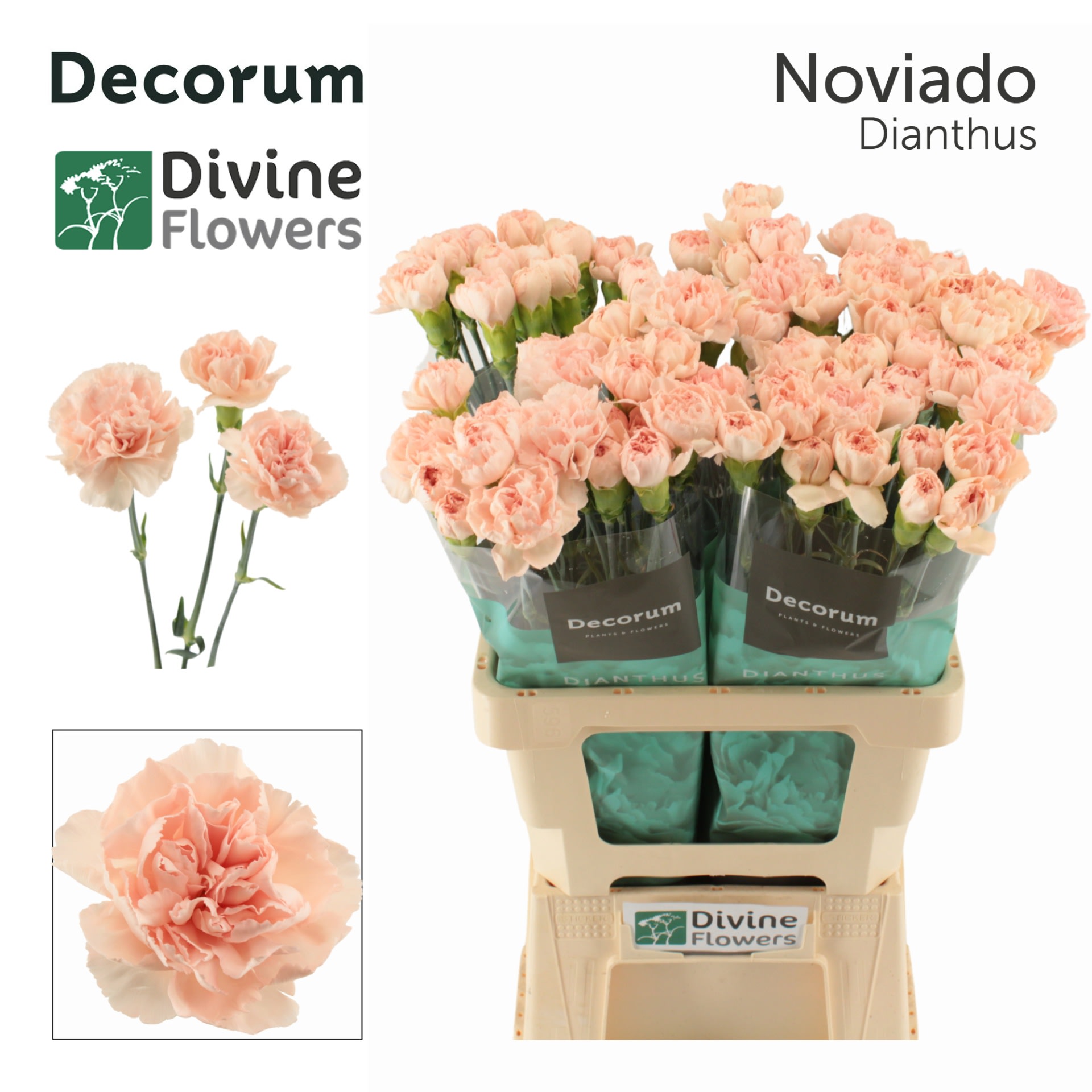 Срезанные цветы оптом Dianthus st noviado от 80шт. из Голландии с доставкой по России