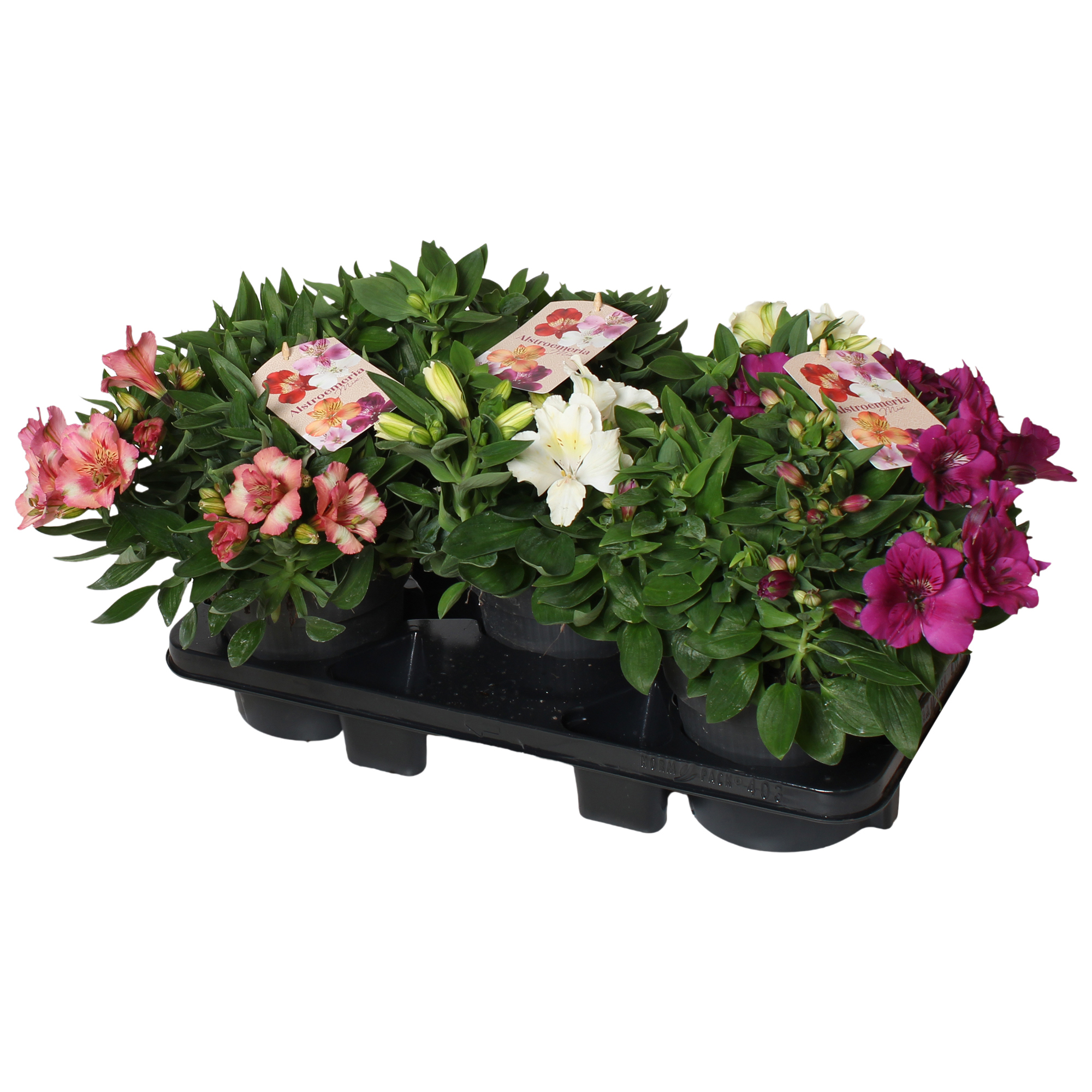 Горшечные цветы и растения оптом Alstroemeria Gemengde Kleuren In Tray. Kort от 3шт из Голландии с доставкой по России