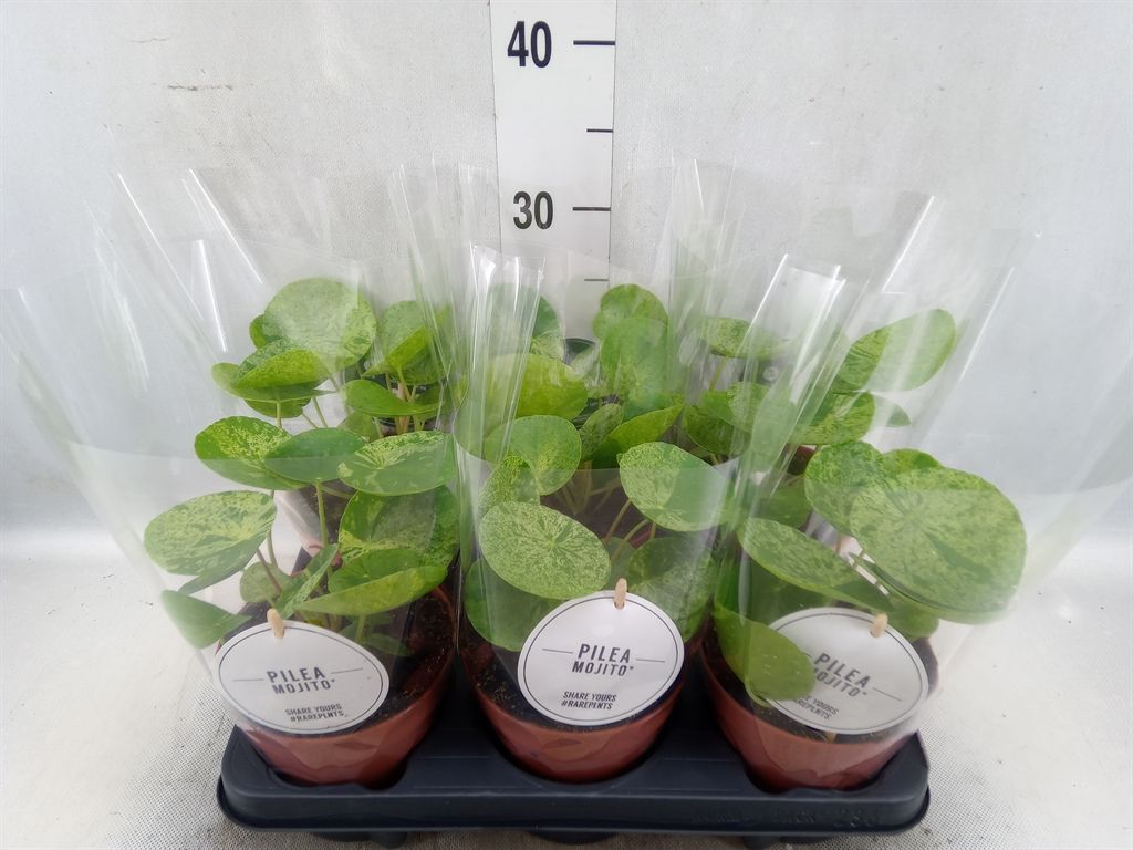 Горшечные цветы и растения оптом Pilea Peperomoides от 6шт из Голландии с доставкой по России