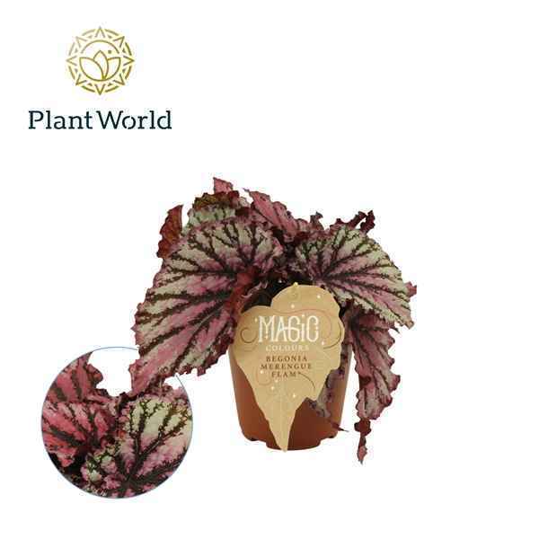 Горшечные цветы и растения оптом Begonia Rex Merenque от 6шт из Голландии с доставкой по России