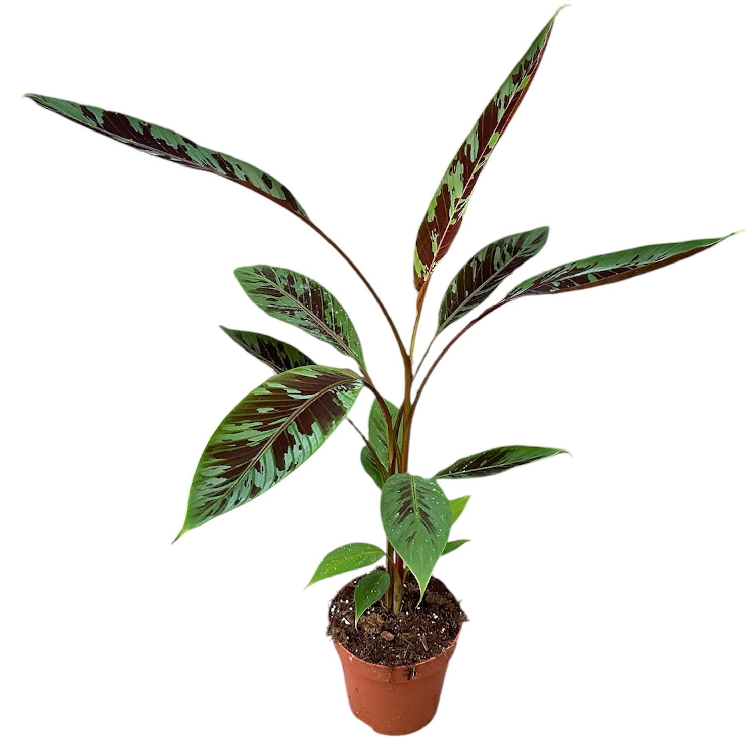 Горшечные цветы и растения оптом Musa Acuminata Zebrina от 1шт из Голландии с доставкой по России