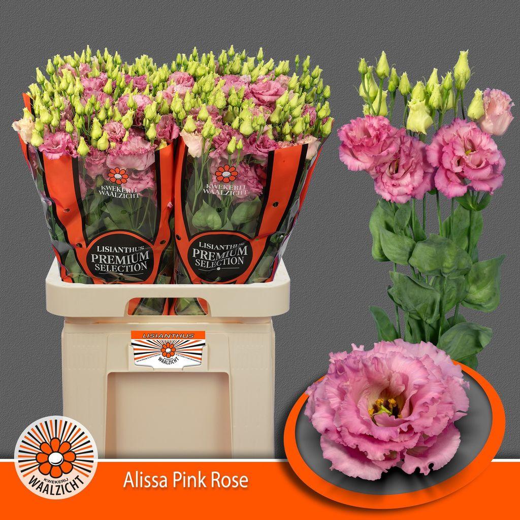 Срезанные цветы оптом Lisianthus do alissa rose pink от 40шт. из Голландии с доставкой по России