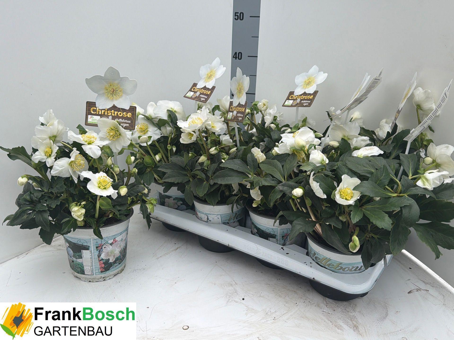 Горшечные цветы и растения оптом Hell Ni Hgc Wintergo от 8шт из Голландии с доставкой по России