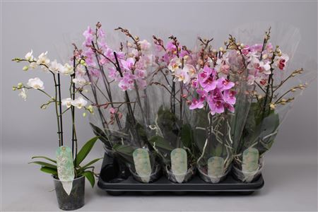 Горшечные цветы и растения оптом Phal Mf Gem 6 Kl 2 Branches 30+ от 10шт из Голландии с доставкой по России