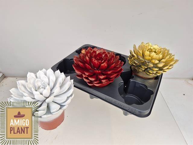 Горшечные цветы и растения оптом Echev Miranda от 3шт из Голландии с доставкой по России