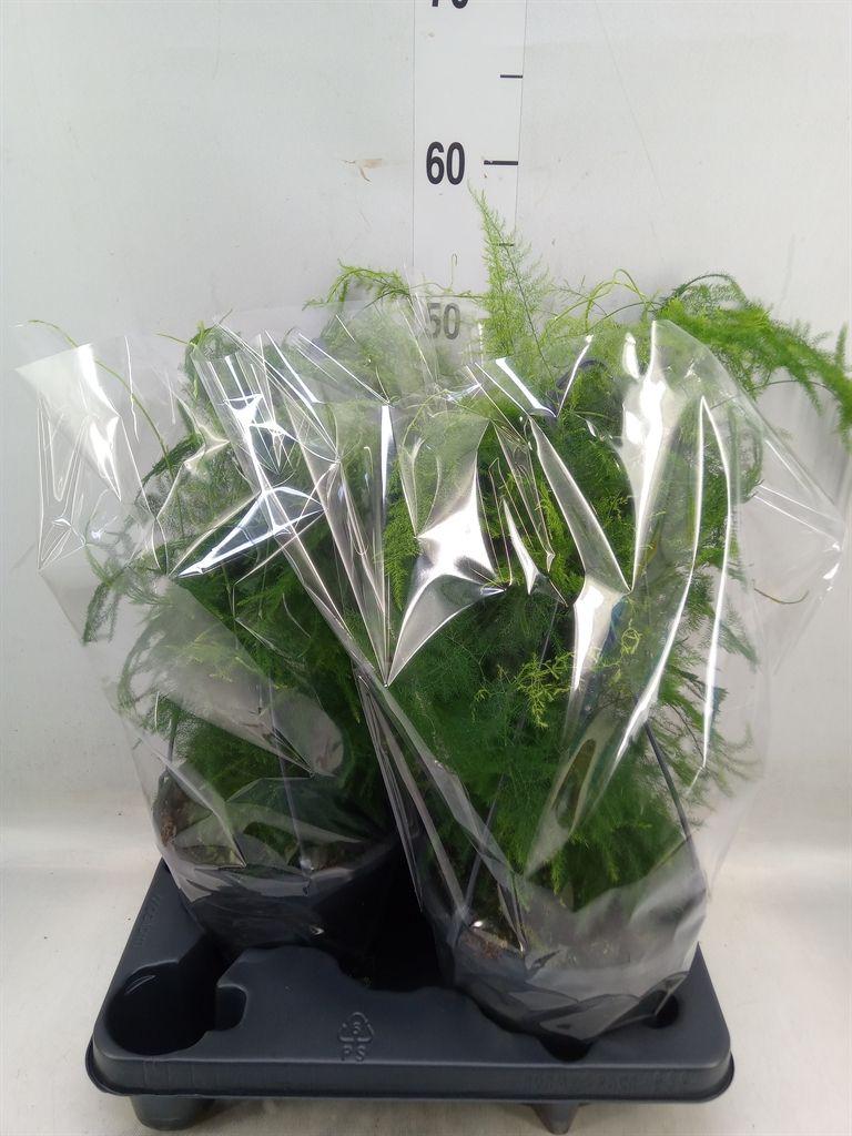 Горшечные цветы и растения оптом Asparagus Setaceus от 2шт из Голландии с доставкой по России