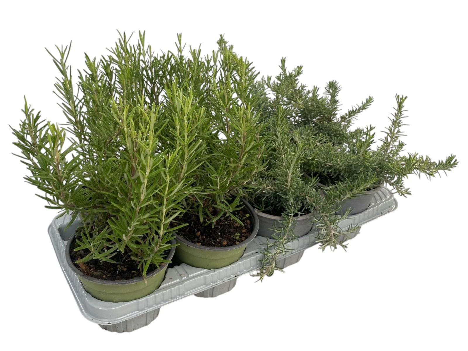 Горшечные цветы и растения оптом Rosmarinus Mix от 8шт из Голландии с доставкой по России