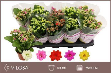 Горшечные цветы и растения оптом Kal Double Mix от 10шт из Голландии с доставкой по России