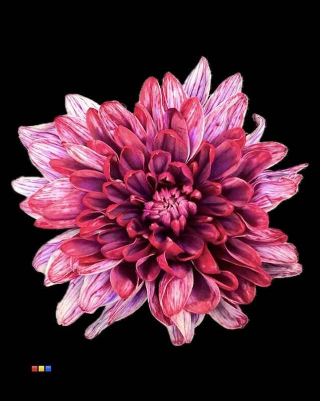 Срезанные цветы оптом Chrys sp paint baltica passion 2 colour от 40шт из Голландии с доставкой по России