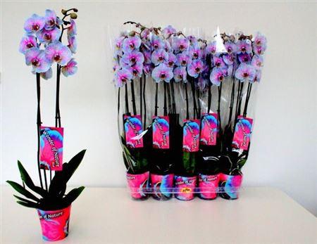 Горшечные цветы и растения оптом Phal **paint Wonder Of Nature**2 Branches 18+ от 10шт из Голландии с доставкой по России