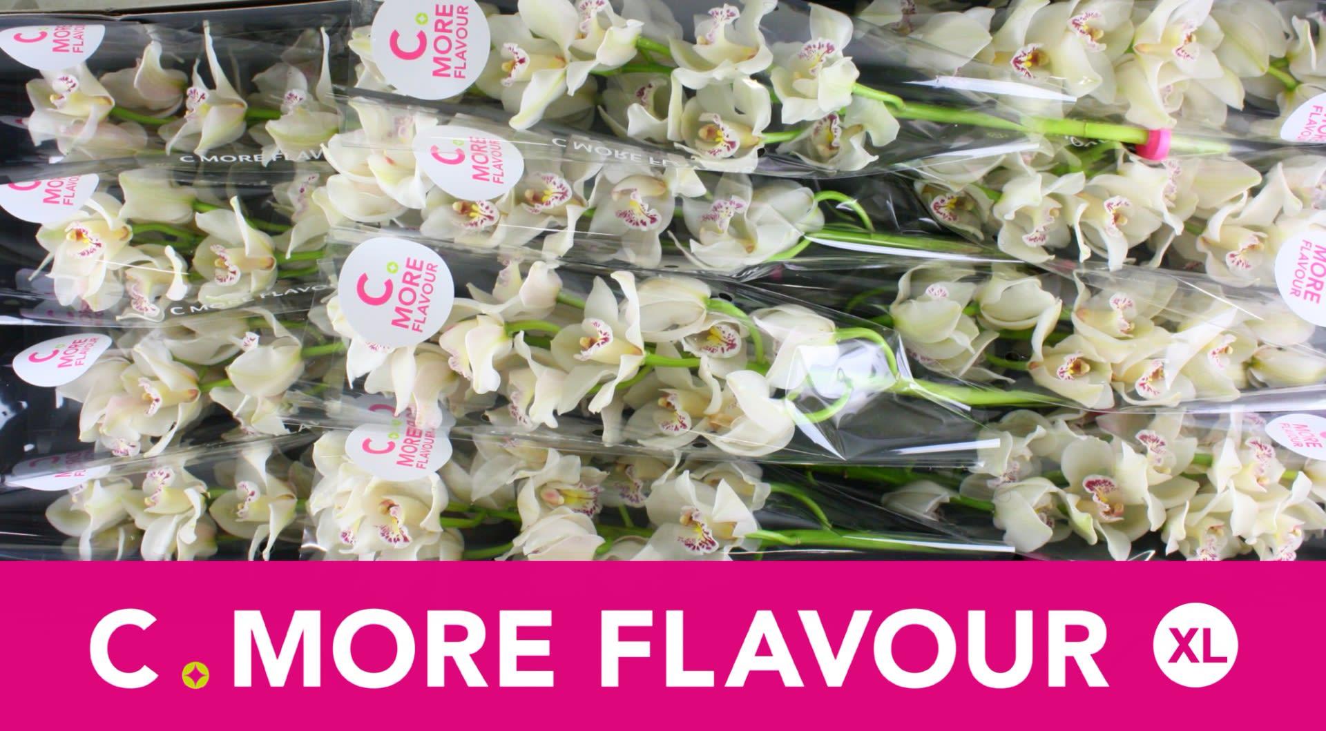 Срезанные цветы оптом Cymbidium white cascade от 12шт из Голландии с доставкой по России