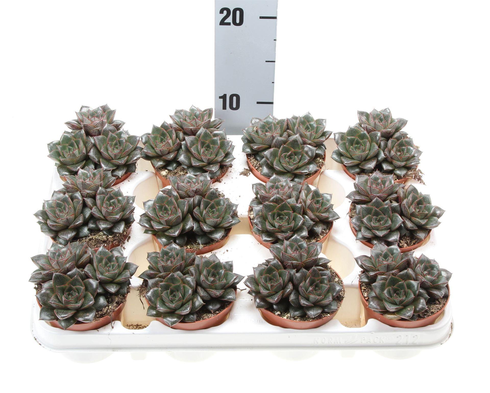 Горшечные цветы и растения оптом Echeveria Purpusorum от 12шт (для телеги) из Голландии с доставкой по России
