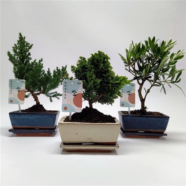 Горшечные цветы и растения оптом Bonsai Mix In Mediterraans от 10шт из Голландии с доставкой по России