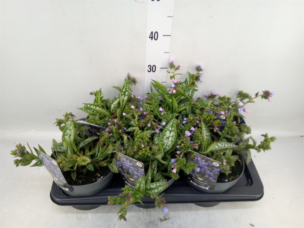 Горшечные цветы и растения оптом Pulmonaria Longifolia от 6шт из Голландии с доставкой по России
