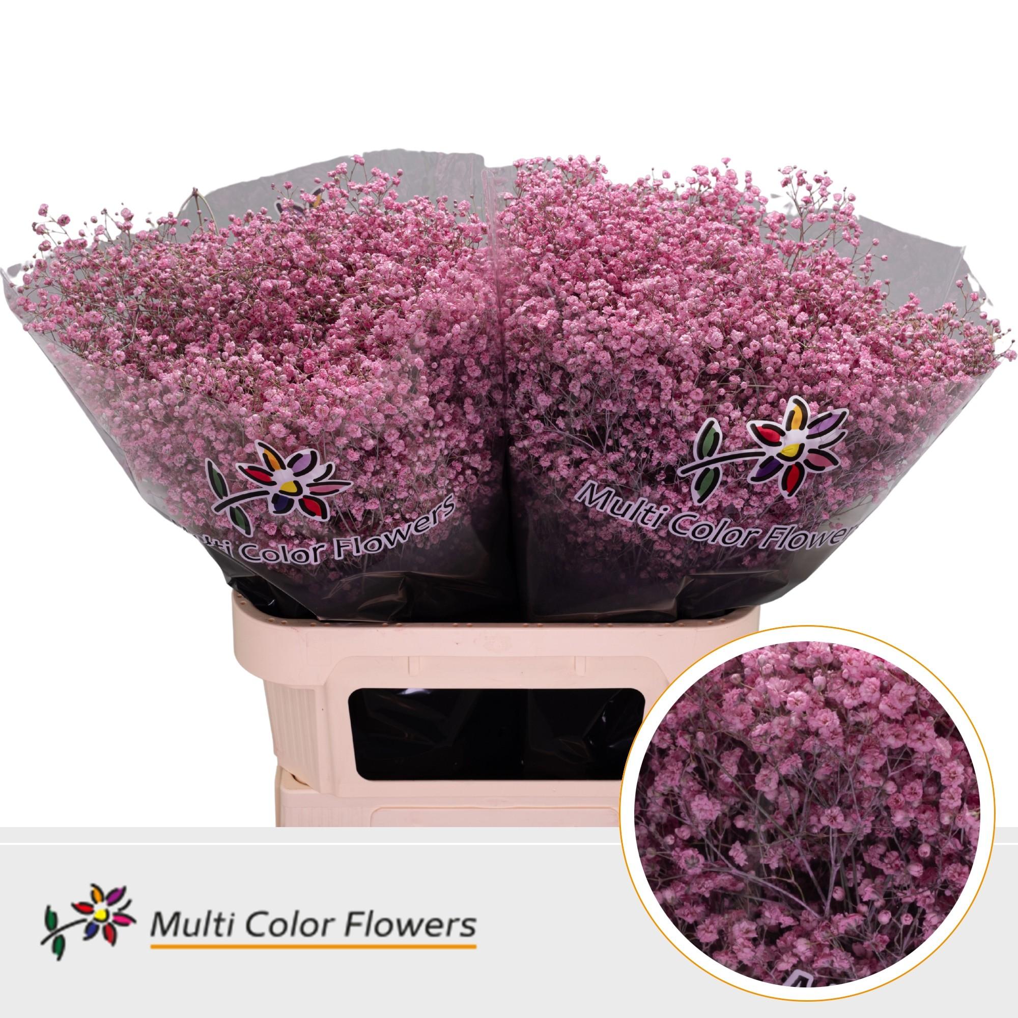 Срезанные цветы оптом Gyps large paint pink от 50шт. из Голландии с доставкой по России