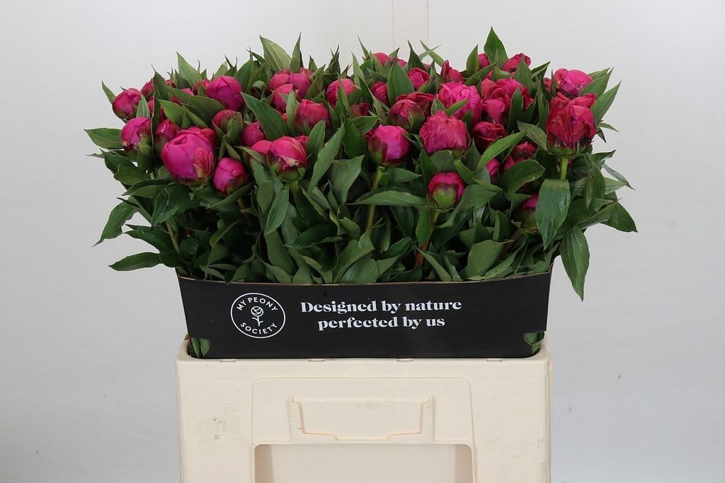 Срезанные цветы оптом Paeonia red sarah bernhardt от 80шт из Голландии с доставкой по России