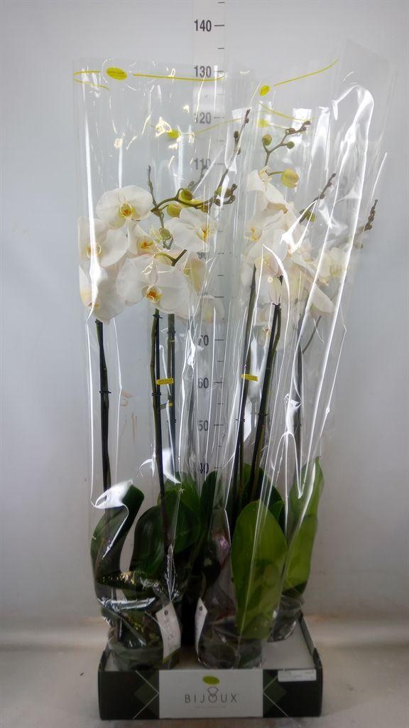 Горшечные цветы и растения оптом Phalaenopsis   ...white от 4шт из Голландии с доставкой по России