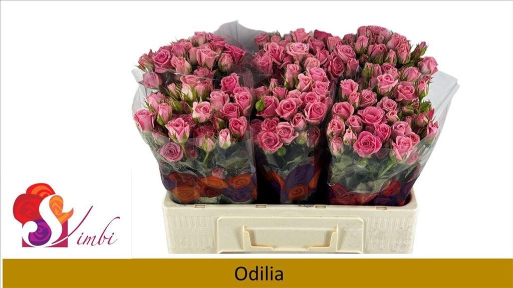 Срезанные цветы оптом Rosa spray odilia от 350шт из Голландии с доставкой по России