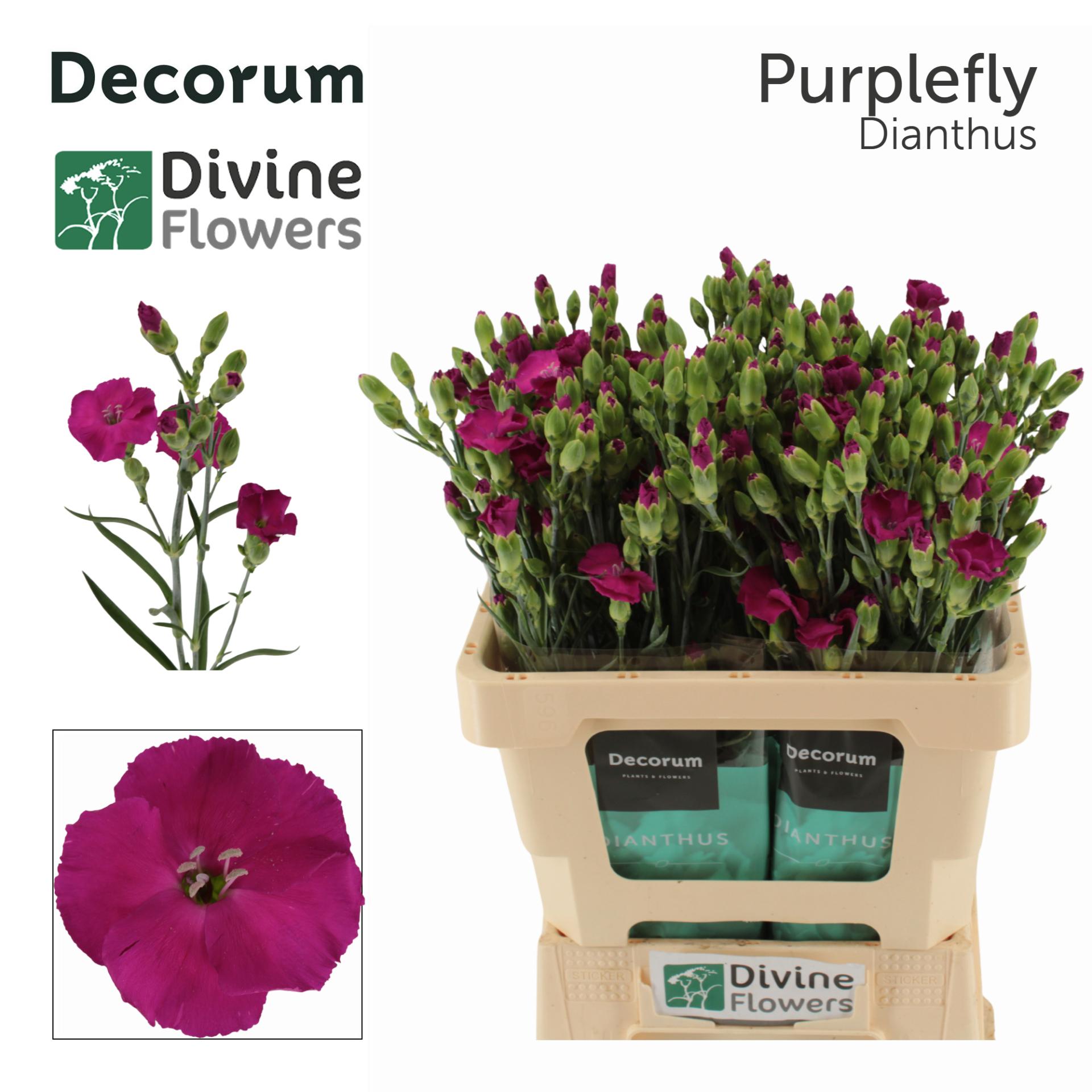 Срезанные цветы оптом Dianthus sp solandis purplefly от 60шт из Голландии с доставкой по России