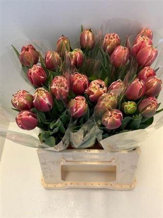 Срезанные цветы оптом Tulipa fr brest от 25шт из Голландии с доставкой по России