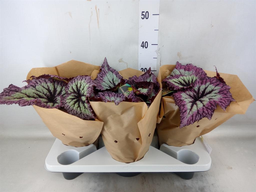 Горшечные цветы и растения оптом Begonia Bd   ... от 3шт (для телеги) из Голландии с доставкой по России