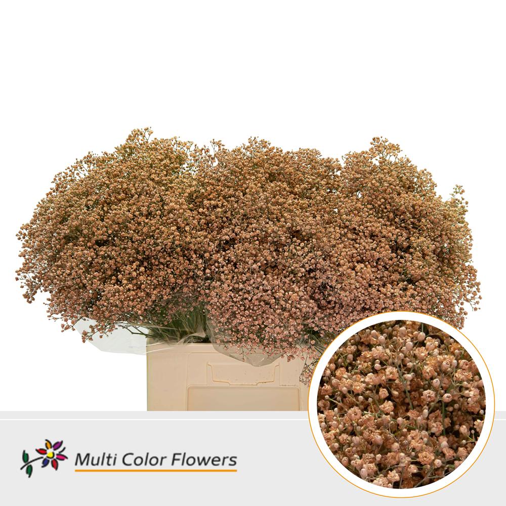 Срезанные цветы оптом Gyps fine paint caramel от 100шт из Голландии с доставкой по России Срезанные цветы оптом Gyps fine paint caramel от 100шт из Голландии с доставкой по России