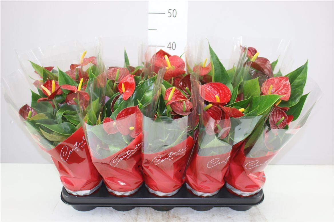 Горшечные цветы и растения оптом Anth An Success Red от 10шт из Голландии с доставкой по России