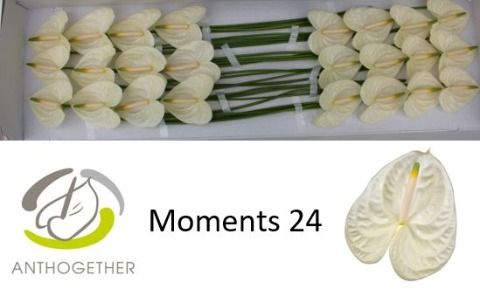 Срезанные цветы оптом Anthurium moments от 24шт из Голландии с доставкой по России