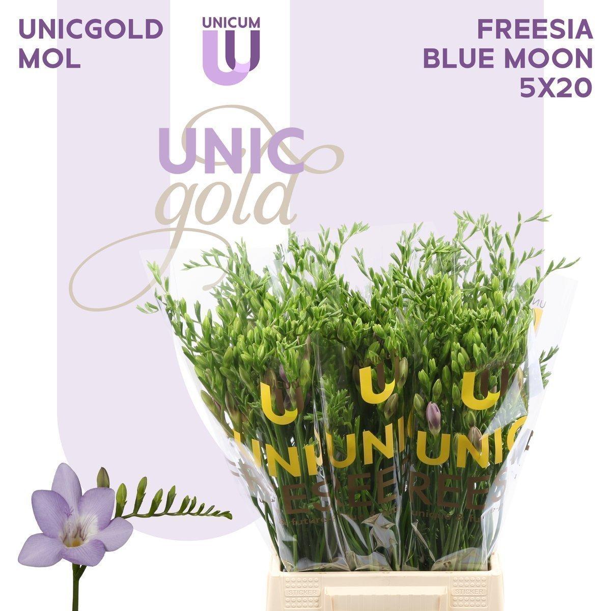 Срезанные цветы оптом Freesia si blue moon от 100шт. из Голландии с доставкой по России