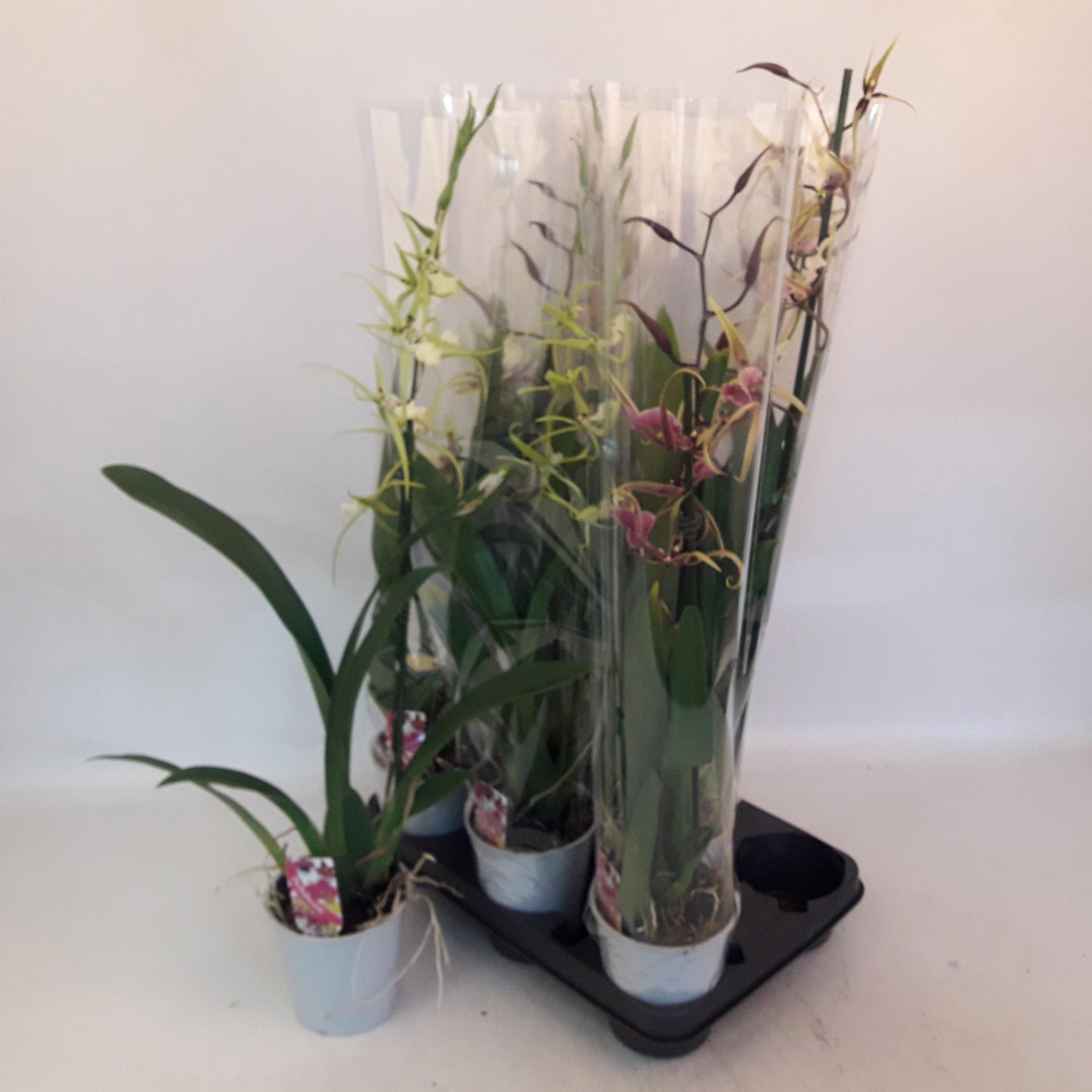 Горшечные цветы и растения оптом Brassia Summer Dream от 8шт из Голландии с доставкой по России