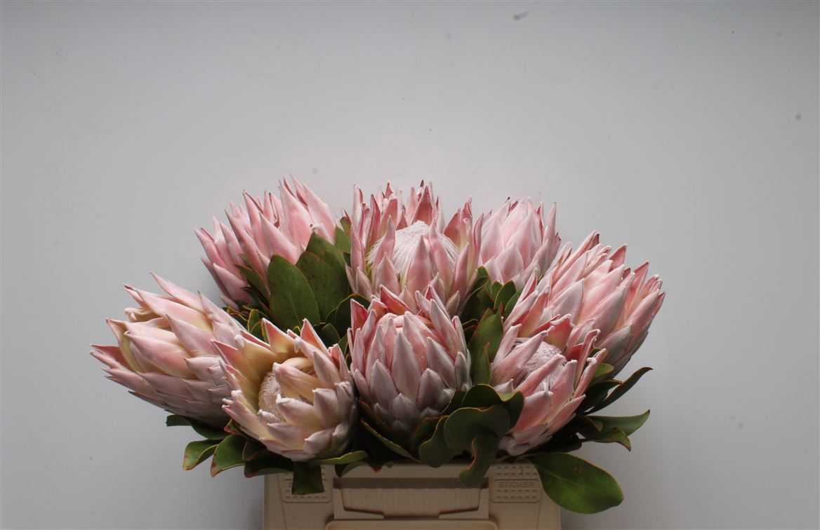 Срезанные цветы оптом Protea cynaroides (king) от 10шт. из Голландии с доставкой по России
