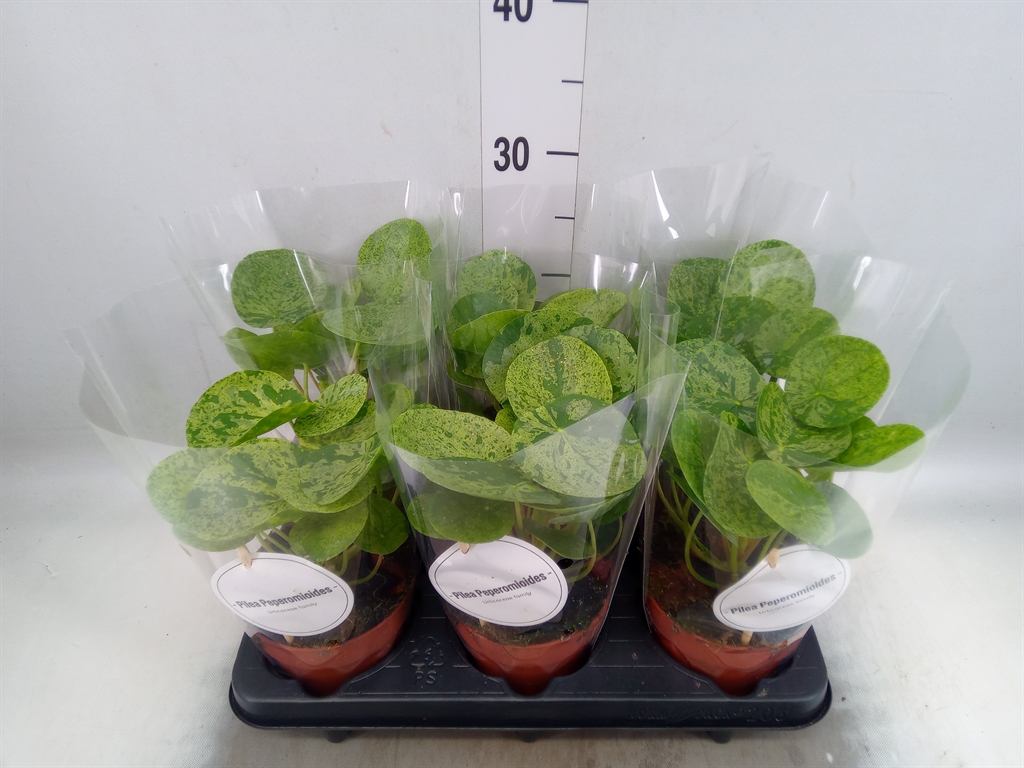 Горшечные цветы и растения оптом Pilea   ... от 6шт из Голландии с доставкой по России
