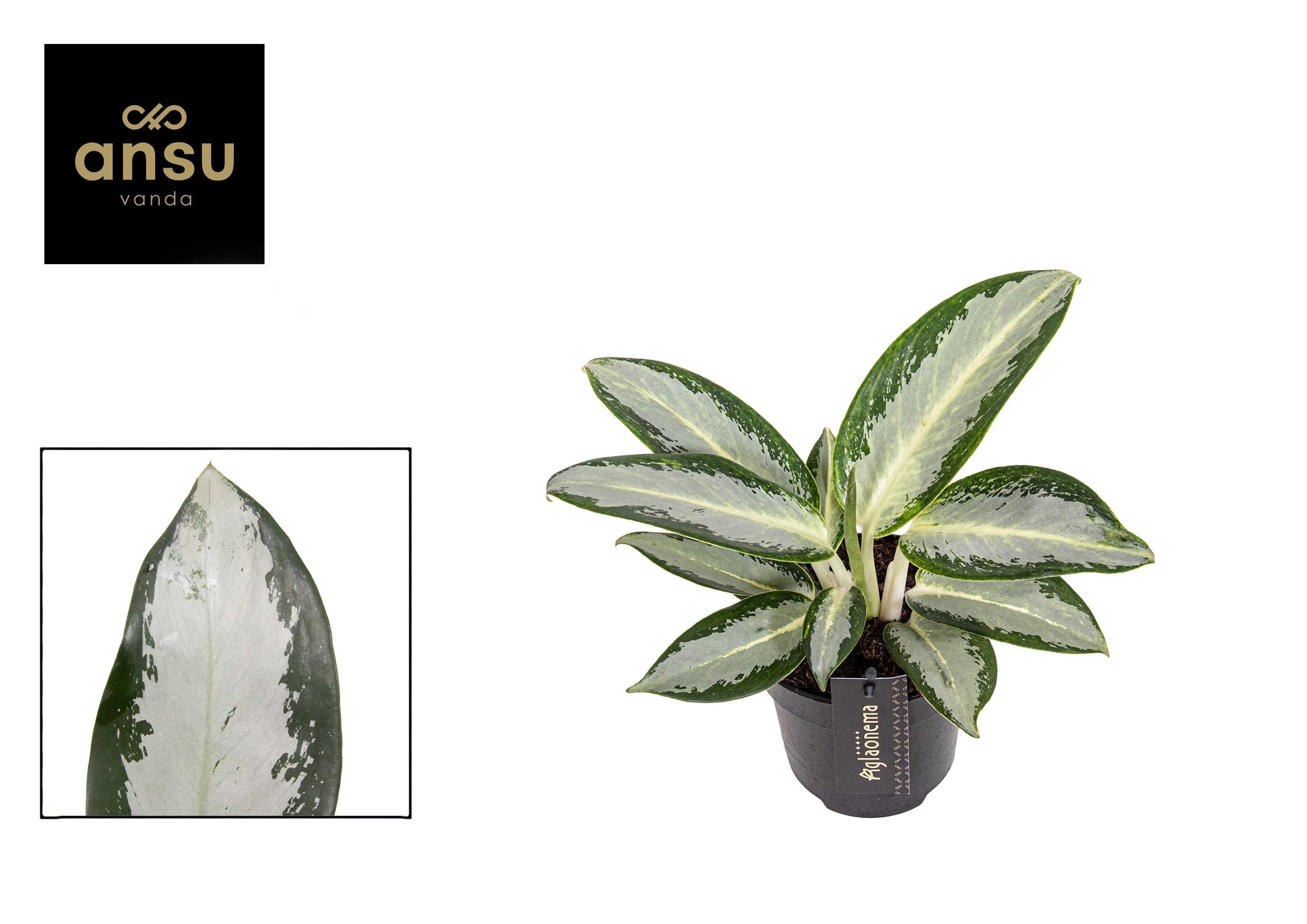 Горшечные цветы и растения оптом Aglaonema Silver Blue от 6шт из Голландии с доставкой по России