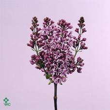 Срезанные цветы оптом Syringa sensation от 40шт из Голландии с доставкой по России
