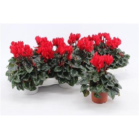 Горшечные цветы и растения оптом Cyclamen Kl Rood от 12шт (для телеги) из Голландии с доставкой по России