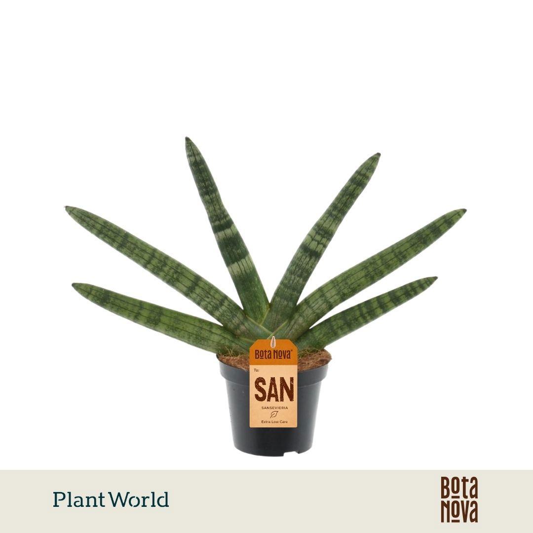 Горшечные цветы и растения оптом Sansevieria Skyline от 12шт (для телеги) из Голландии с доставкой по России