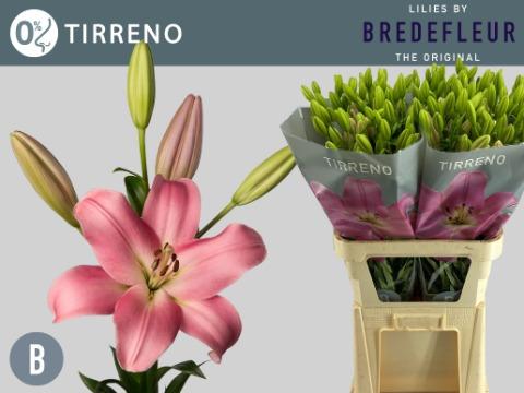 Срезанные цветы оптом Lilium la tirreno от 80шт. из Голландии с доставкой по России