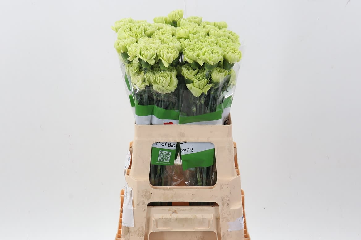 Срезанные цветы оптом Dianthus st green marty от 80шт. из Голландии с доставкой по России