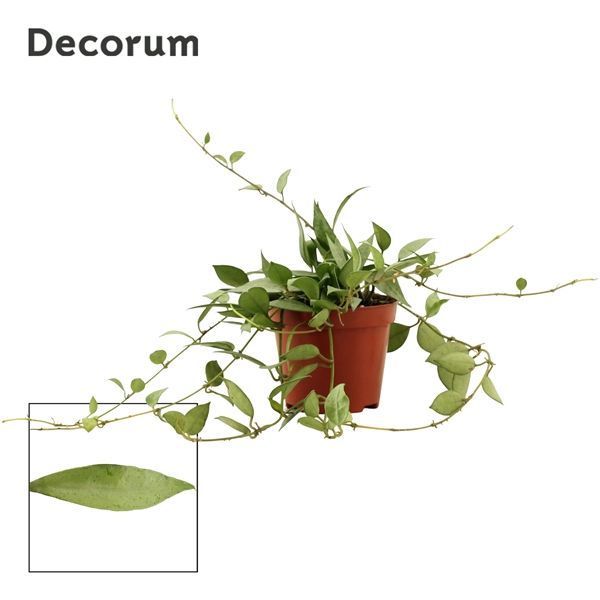 Горшечные цветы и растения оптом Hoya Lacunosa Mint (decorum) от 18шт из Голландии с доставкой по России