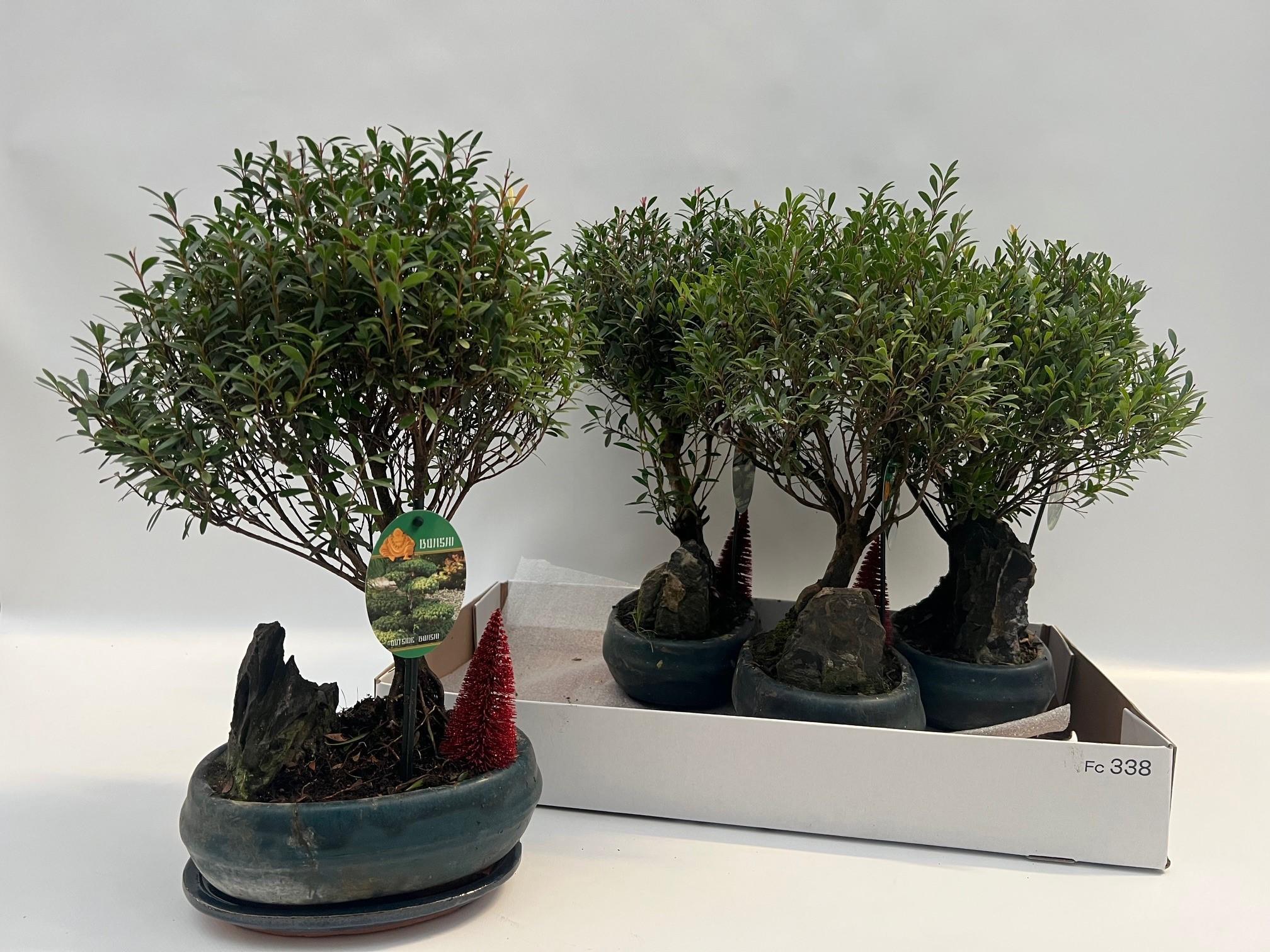 Горшечные цветы и растения оптом Eugenia Uniflora от 4шт из Голландии с доставкой по России