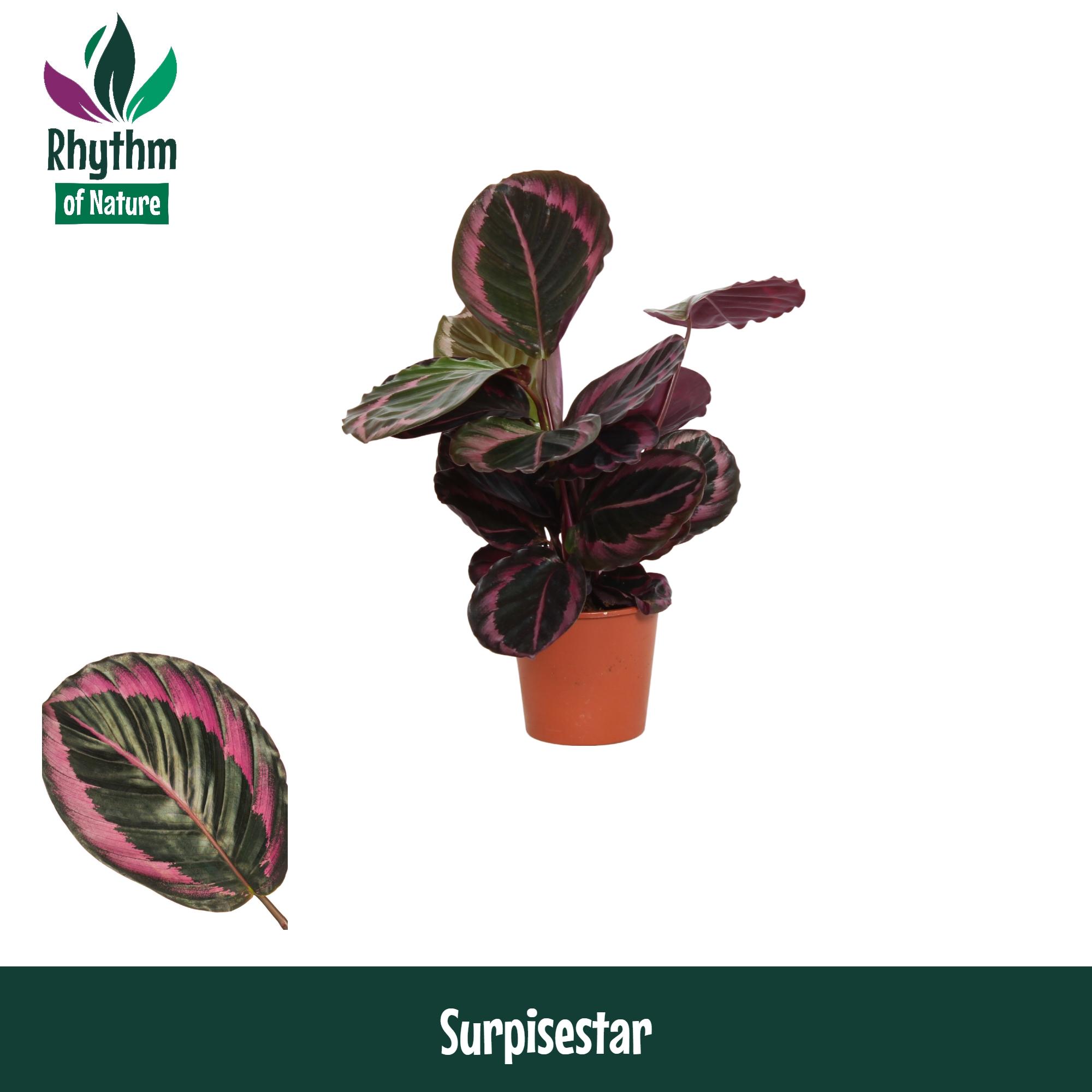 Горшечные цветы и растения оптом Calathea Surprisestar от 8шт из Голландии с доставкой по России