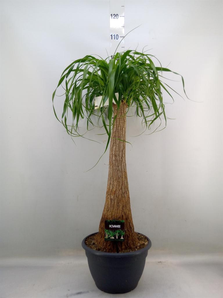 Горшечные цветы и растения оптом Beaucarnea On Stem от 1шт из Голландии с доставкой по России