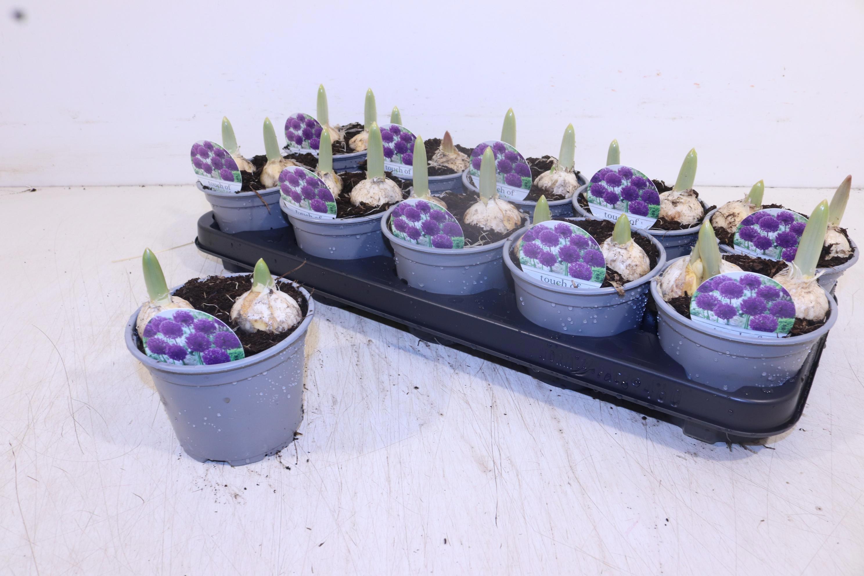 Горшечные цветы и растения оптом Alli Ov от 10шт из Голландии с доставкой по России