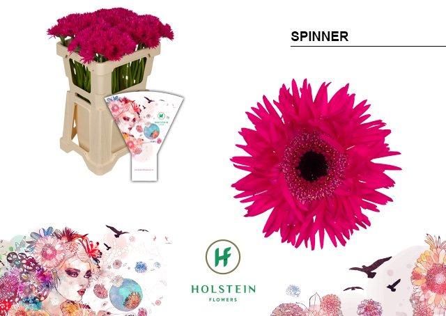 Срезанные цветы оптом Germini gerspider spinner от 80шт из Голландии с доставкой по России