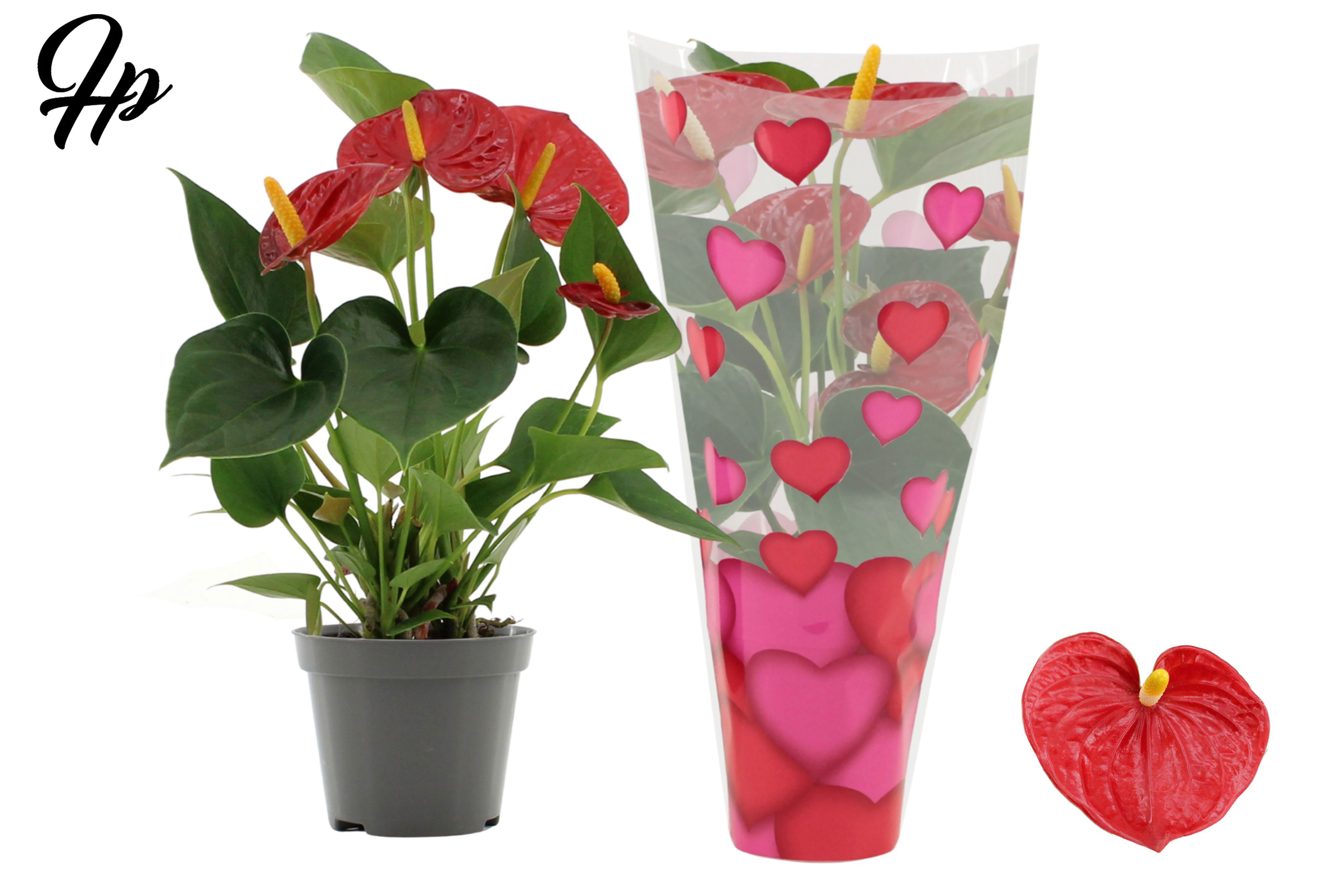 Горшечные цветы и растения оптом Anth An Success Red 2+ Heart Sleeve Lilly от 12шт (для телеги) из Голландии с доставкой по России